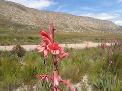 Watsonia fourcadei