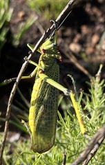 Phymateus viridipes
