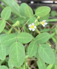 Oxalis barrelieri