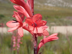 Watsonia fourcadei
