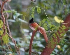 Terpsiphone paradisi