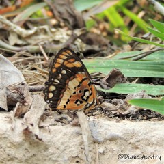 Byblia anvatara crameri
