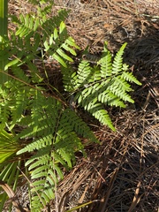Pteridium aquilinum pseudocaudatum