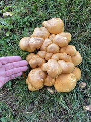 Cystoderma aureum