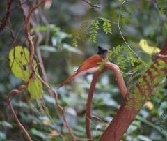 Terpsiphone paradisi