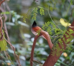 Terpsiphone paradisi