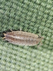 Porcellionidae