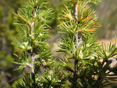 Cliffortia tuberculata