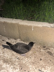 Procellariidae