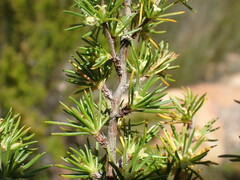 Cliffortia tuberculata