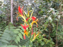 Canna indica