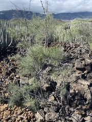 Asparagus arborescens