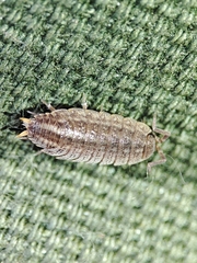Porcellionidae