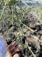 Asparagus arborescens