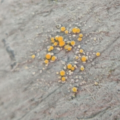 Athallia pyracea
