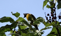 Rubigula flaviventris