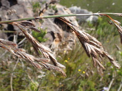 Thamnochortus cinereus