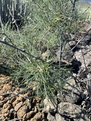 Asparagus arborescens