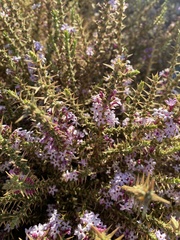 Junellia seriphioides