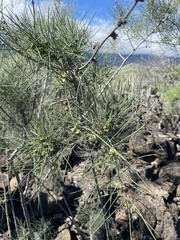 Asparagus arborescens