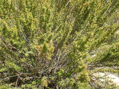 Cliffortia tuberculata