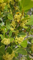 Searsia lucida