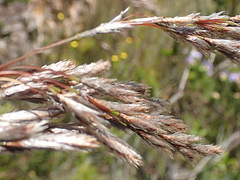 Thamnochortus cinereus