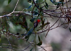 Myzomela sanguinolenta