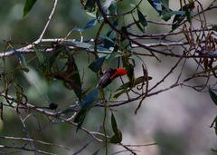 Myzomela sanguinolenta