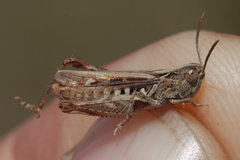 Omocestus petraeus