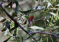Myzomela sanguinolenta