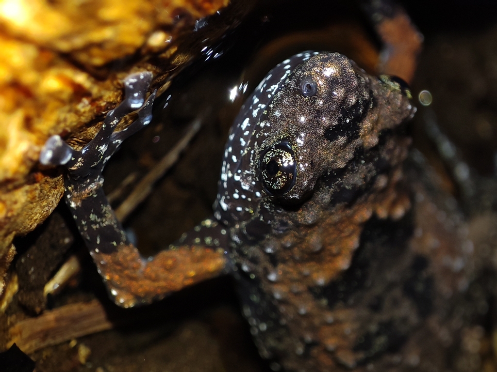Jerdon's Narrow-Mouthed Frog