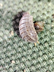 Porcellionidae