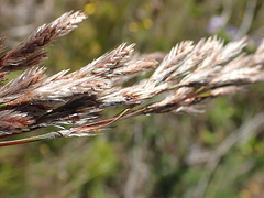 Thamnochortus cinereus