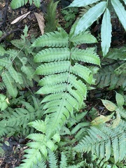 Pleocnemia irregularis