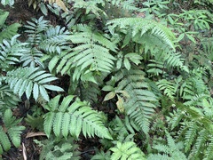 Pleocnemia irregularis