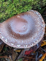Lentinula edodes