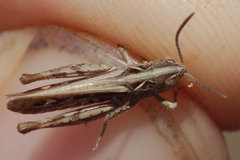 Omocestus petraeus