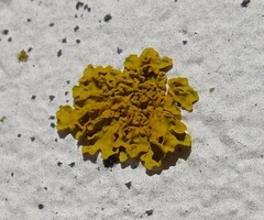 Xanthoria
