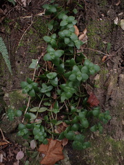 Crassula pellucida
