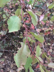 Prunus subcordata