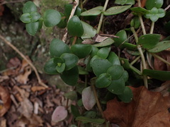 Crassula pellucida