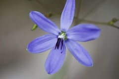Agrostocrinum hirsutum