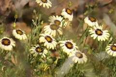 Osteospermum scariosum