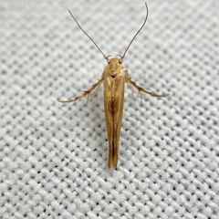 Stathmopoda