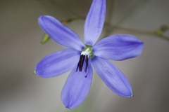 Agrostocrinum hirsutum