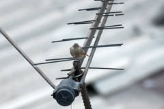 Phoenicurus ochruros