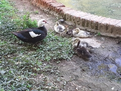 Cairina moschata domestica