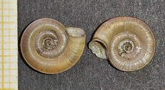 Planorbis planorbis