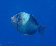 Pseudobalistes flavimarginatus